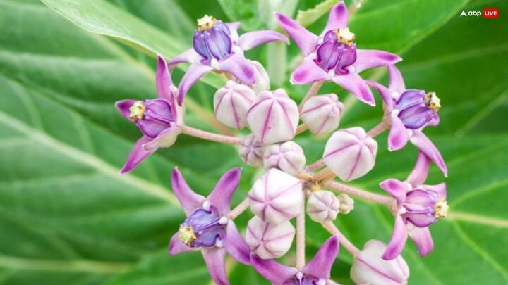 घर में गणेश विसर्जन के जल को आक के पौधे या तुलसी के पौधे में डालना चाहिए. आक के पौधे में गणेश जी का वाश माना जाता है.मान्यता है कि ऐसा करने पर सुख-समृद्धि सदा बनी रहती है.