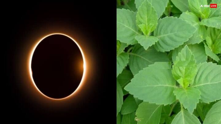 वैज्ञानिक तर्क के अनुसार तुलसी के पत्तों में पारा मौजूद होता है. पारा में किसी प्रकार की किरणों का कोई प्रभाव नहीं पड़ता है. मान्यता है कि ग्रहण के समय आकाश और ब्रह्मांड से आने वाली नकारात्मक ऊर्जा तुलसी के पास आते ही निष्क्रिय हो जाती है.