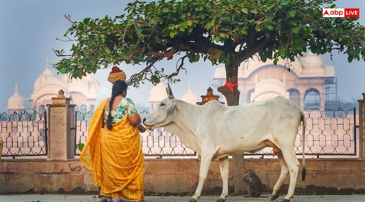 पितृ पक्ष के समय गाय और कुत्ते जैसे पशुओं का अनादर भी नहीं करना चाहिए. अगर ये पशु घर के द्वार पर आए तो इन्हें दुत्कार कर भगाने के बजाय कुछ न कुछ खाने के लिए जरूर दें. इससे भी पितृ प्रसन्न होंगे.