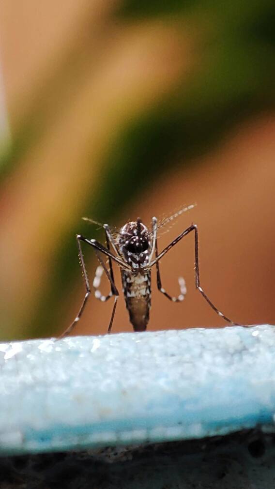 डेंग्यू पसरवणारा मच्छर कसा ओळखावा?