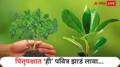पितृपक्षात 'ही' 3 झाडं लावाच, पितरांचा मिळेल भरभरुन आशीर्वाद; मनातील इच्छाही होतील पूर्ण