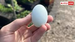 किस नस्ल की मुर्गियां देती हैं नीला अंडा, नहीं जानते होंगे ये बात