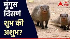 काय सांगता! मुंगूस सांगतो तुमची चांगली वेळ कधी येणार, जाणून घ्या मुंगूस दिसण्याचा नेमका अर्थ काय?