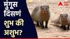 Astro Tips : काय सांगता! मुंगूस सांगतो तुमची चांगली वेळ कधी येणार, जाणून घ्या मुंगूस दिसण्याचा नेमका अर्थ काय?