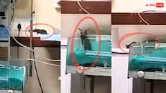 एमपी: इंदौर के अस्पताल में 2 नवजात को चूहों ने कुतरा, कारण बताओ नोटिस जारी, कई निलंबित