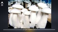 ਬਲੱਡ ਸ਼ੂਗਰ ਕਾਬੂ ਕਰਨ ਲਈ ਖਾਓ ਇਹ ਮਸ਼ਰੂਮ, ਨਵੇਂ ਅਧਿਐਨ 'ਚ ਆਇਆ ਆਸਾਨ ਤਰੀਕਾ