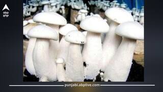 ਬਲੱਡ ਸ਼ੂਗਰ ਕਾਬੂ ਕਰਨ ਲਈ ਖਾਓ ਇਹ ਮਸ਼ਰੂਮ, ਨਵੇਂ ਅਧਿਐਨ 'ਚ ਆਇਆ ਆਸਾਨ ਤਰੀਕਾ