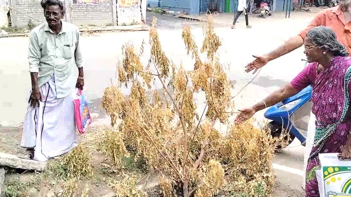 சீர்காழியில் காவு வாங்க காத்திருக்கும் சாக்கடை கால்வாய்: அலட்சியத்தால் அதிகரிக்கும் உயிரிழப்பு அபாயம்! நகராட்சி நடவடிக்கை எடுக்குமா?