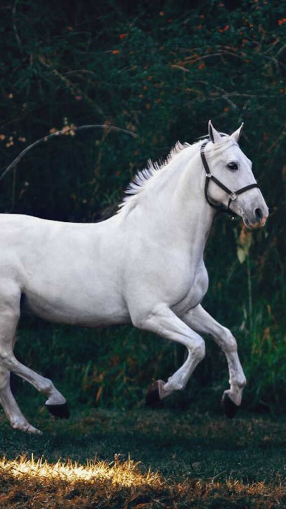 घोड़ा कितने दिन जिंदा रहता है?