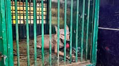 जोर-जोर से चिल्लाया, सांस लेने में दिक्कत, भेड़िये के काटने के बाद ऐसी हुई युवक की हालत