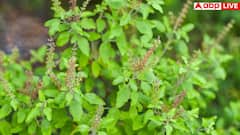 सुबह-सुबह चबा लें इस पौधे की 3-4 हरी पत्तियां, बॉडी में दिखने लगेंगे चमत्कारिक बदलाव