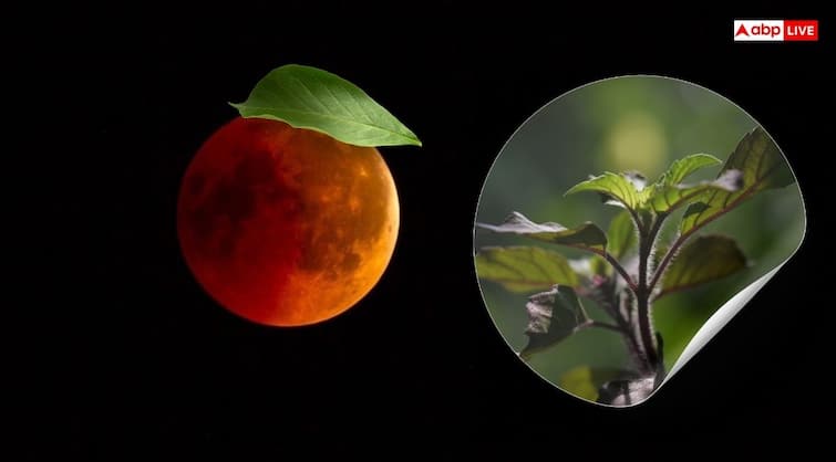 Chandra Grahan 2025: रविवार को लग रहा चंद्र ग्रहण, एक दिन पहले निपटा लें तुलसी से जुड़े ये काम
