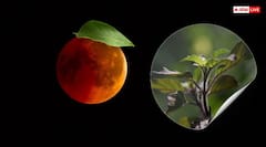 रविवार को लग रहा चंद्र ग्रहण, एक दिन पहले निपटा लें तुलसी से जुड़े ये काम