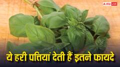 सुबह-सुबह चबा लें इस पौधे की 3-4 हरी पत्तियां, बॉडी में दिखने लगेंगे चमत्कारिक बदलाव