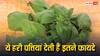 सुबह-सुबह चबा लें इस पौधे की 3-4 हरी पत्तियां, बॉडी में दिखने लगेंगे चमत्कारिक बदलाव
