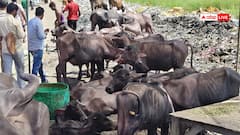 दिल्ली: बाढ़ के चलते मवेशियों के लिए चारे की कमी, लोग बोले, 'पशुओं के लिए कोई व्यवस्था नहीं'