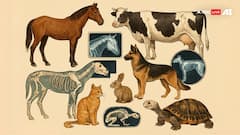 क्या जानवरों की भी होती है किडनी फेल और आता है हार्ट अटैक, इंसानों से कितना अलग होता है इनका सिस्टम?