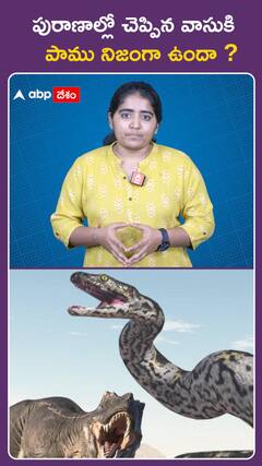 పురాణాల్లో చెప్పిన వాసుకి  పాము నిజంగా ఉందా ?