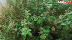 सुबह-सुबह चबा लें इस पौधे की 3-4 हरी पत्तियां, बॉडी में दिखने लगेंगे चमत्कारिक बदलाव