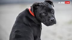 पिटबुल के हमले के बाद झांसी नगर निगम सख्त, मालिक को दे दिए ये निर्देश