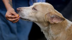 UP Tackles Stray Dog Menace; Issue Updated Rules Prioritising Safety And Humane Treatment