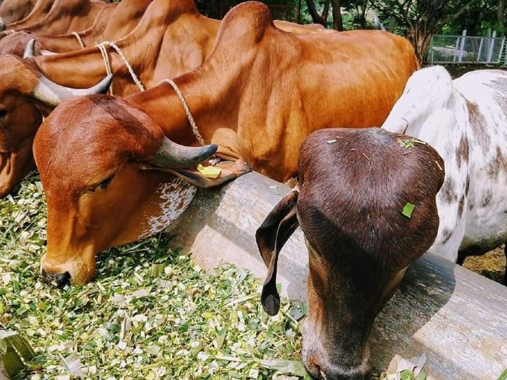 व्यापार में मनमुताबिक कमाई नहीं हो रही है तो गणेश विसर्जन पर बप्पा को विदा करने के बाद गाय को शुद्ध घी और गुड़ खिलाएं. धन लाभ के लिए ये उपाय कारगर माना गया है.