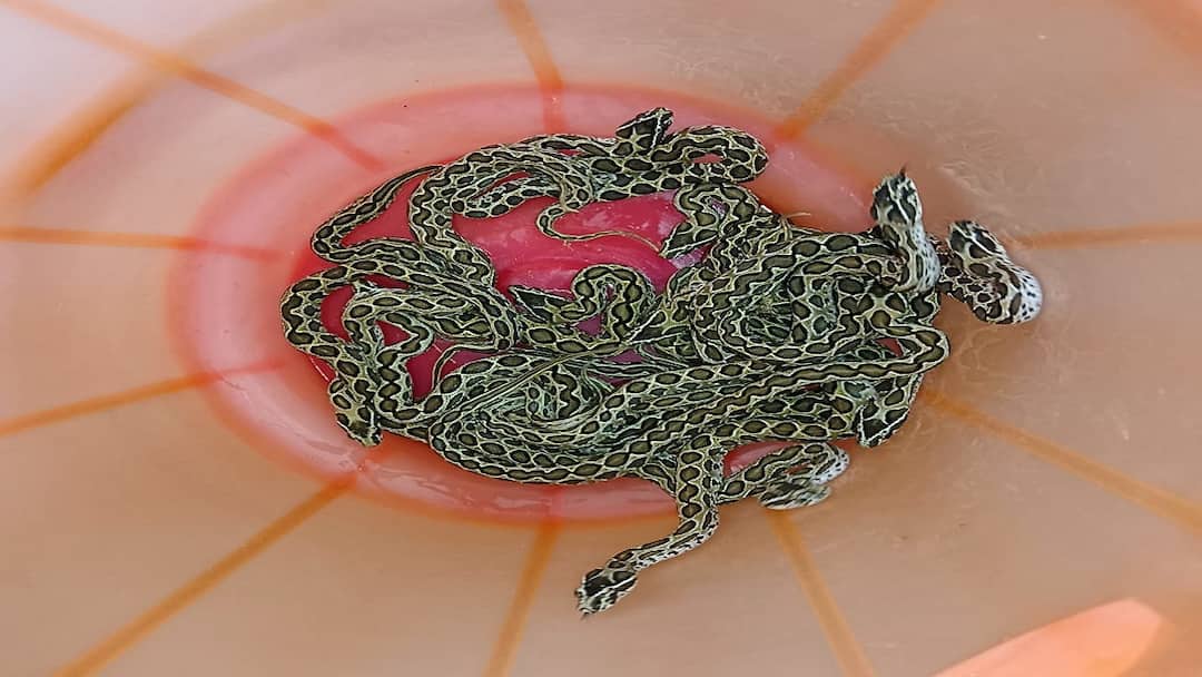 14 glass viper snakes found inside cracks in cement floor of house தஞ்சாவூரில் அதிர்ச்சி! வீட்டு சிமெண்ட் தளத்தில் 14 கண்ணாடி விரியன் பாம்பு குட்டிகள் மீட்பு!