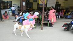 அசால்ட்டாக மருத்துவக்கல்லூரி மருத்துவமனை வளாகத்தில் உலா வரும் தெரு நாய்கள்... நோயாளிகள், உறவினர்கள் அச்சம்
