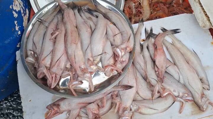 अनेकजण श्रावण आणि गणेशोत्सव काळात मासांपासून वर्ज्य करतात.