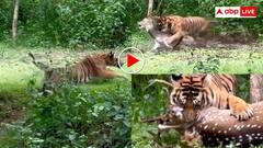 इससे तेज कुछ भी नहीं! जान बचाकर भाग रहा था हिरण का झुंड, बिजली रफ्तार से लपका बाघ और कर दिया खेल- वीडियो वायरल