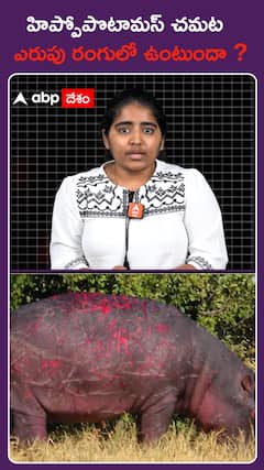 Hippopotamus pink sweat