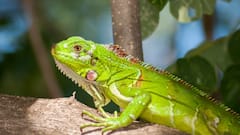 National Iguana Day 2025: 6 Fascinating Facts About These Remarkable Reptiles
