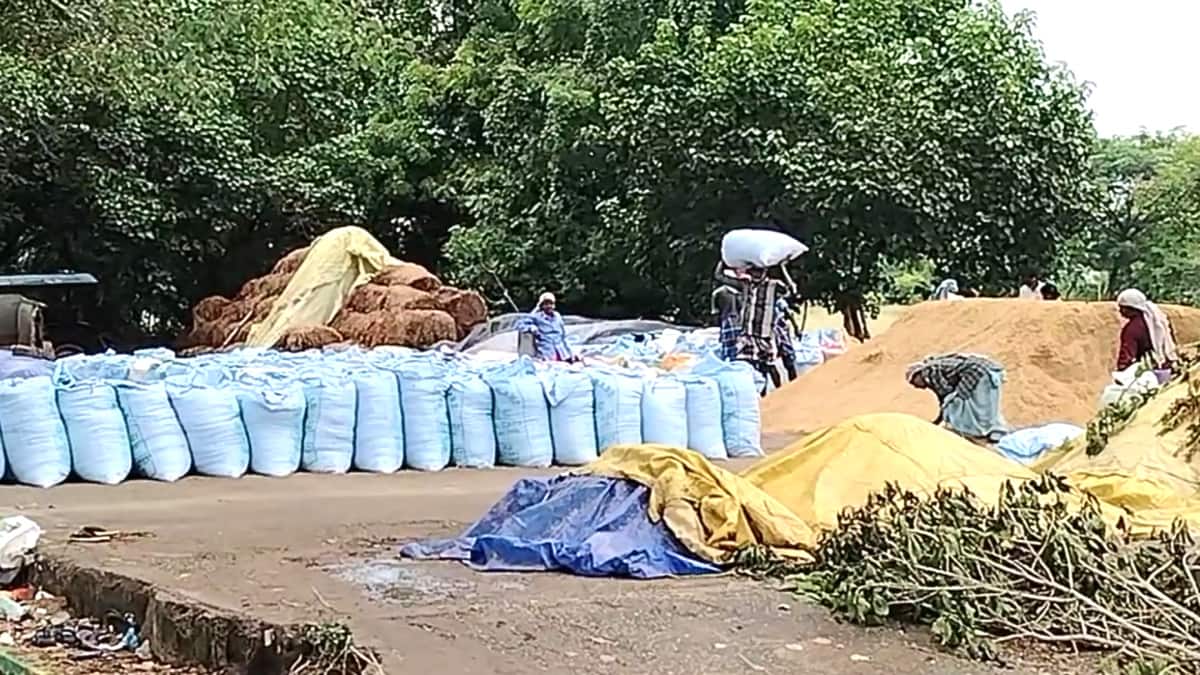 சீர்காழி விவசாயிகள் கண்ணீர்: மழை பாதிப்பால் நெல் மூட்டைகள் சேதம்! அரசு நடவடிக்கை எடுக்குமா?