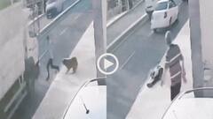 Video: कुत्ते से बचकर भागा तो बुरी तरह ट्रक से टकराया, हादसे का दर्दनाक वीडियो वायरल