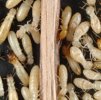 ਘਰ 'ਚ ਲੱਗ ਗਈ ਦੀਮਕ ਤਾਂ ਅਪਣਾਓ ਆਹ ਘਰੇਲੂ ਨੁਸਖੇ, ਮਿਲੇਗਾ ਛੁਟਕਾਰਾ