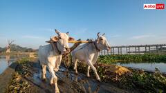 बैलों से खेती करने वाले किसानों के लिए खुशखबरी, राजस्थान सरकार देगी 30 हजार रुपये की मदद