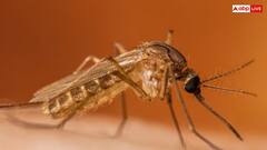 चीन घूमने जा रहे हैं तो तुरंत बंद कर दें प्लानिंग, वहां मच्छर फैला रहे इतना खतरनाक वायरस