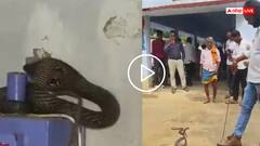 Video: प्राइमरी स्कूल के किचन से निकला 6 फीट लंबा कोबरा, सांप को देखकर कांप उठे बच्चे, वीडियो वायरल