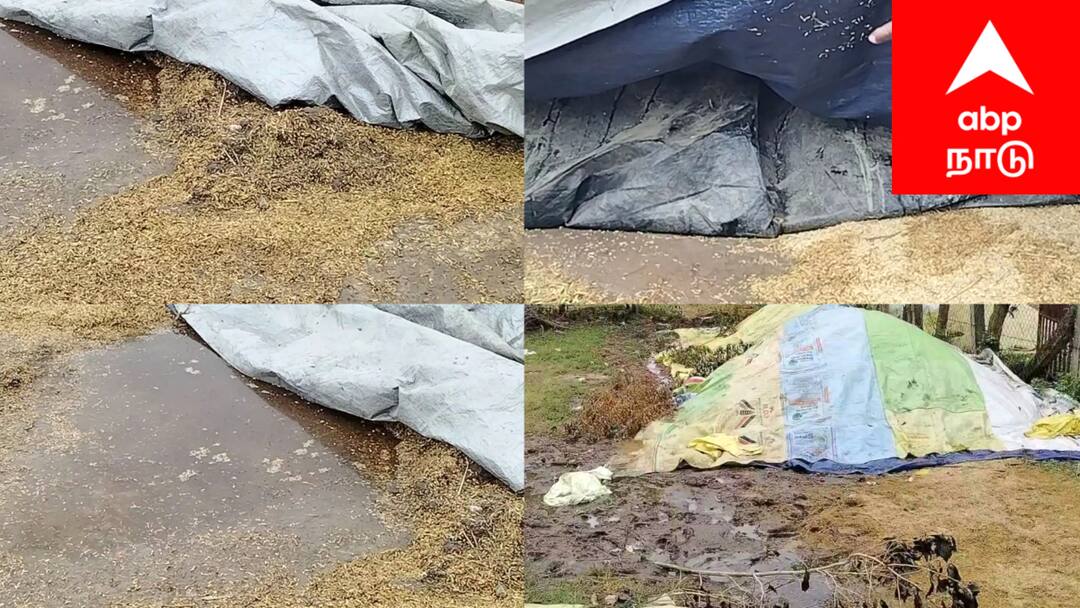 சீர்காழி விவசாயிகள் கண்ணீர்: மழை பாதிப்பால் நெல் மூட்டைகள் சேதம்! அரசு நடவடிக்கை எடுக்குமா? Mayiladuthurai district Farmers are worried after their paddy bundles were damaged due to rain in Sirkazhi tnn சீர்காழி விவசாயிகள் கண்ணீர்: மழை பாதிப்பால் நெல் மூட்டைகள் சேதம்! அரசு நடவடிக்கை எடுக்குமா?