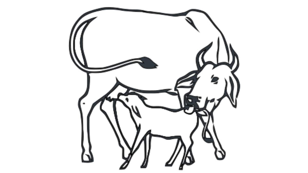 Gau' Is 'Mata' Only When Breed Is Indian. The Foreign Jersey Cow Is Another Story In Politics