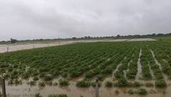 Gujarat Rain: બંગાળીની ખાડીમાં સિસ્ટમ ડીપ ડિપ્રેશનમાં ફેરવાઇ, આગામી 2 દિવસ આ જિલ્લામાં વરસશે ભારે વરસાદ