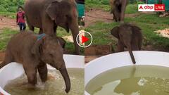 बाथटब को देखते ही खुशी से उछल पड़ा हाथी का बच्चा! पानी में कूद जमकर किया छपाक- वीडियो देख बन जाएगा दिन