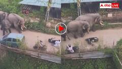 वो पापा की परी है उससे हाथी भी डरते हैं! स्कूटी लेकर गुजरी लड़की तो कांप उठा हाथियों का झुंड- वीडियो वायरल