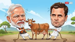 'Gau' Is 'Mata' Only When Breed Is Indian. The Foreign Jersey Cow Is Another Story In Politics