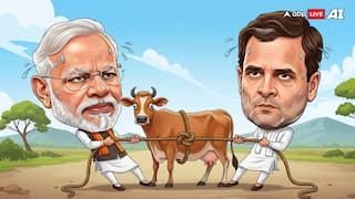 'Gau' Is 'Mata' Only When Breed Is Indian. The Foreign Jersey Cow Is Another Story In Politics