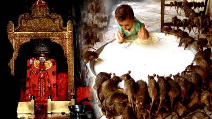 विशेष म्हणजे या उंदरांमध्ये जर पांढरा उंदीर दिसला तर तो दर्शन अत्यंत पवित्र आणि सौभाग्यवर्धक मानला जातो. इतक्या मोठ्या संख्येने उंदीर असतानाही इथे रोगराई पसरत नाही, ही एक आश्चर्यकारक गोष्ट आहे.