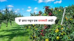 केळीच्या झाडाबद्दलच्या 'या' गोष्टी तुम्हालाही माहिती नसतील; जाणून घ्या!
