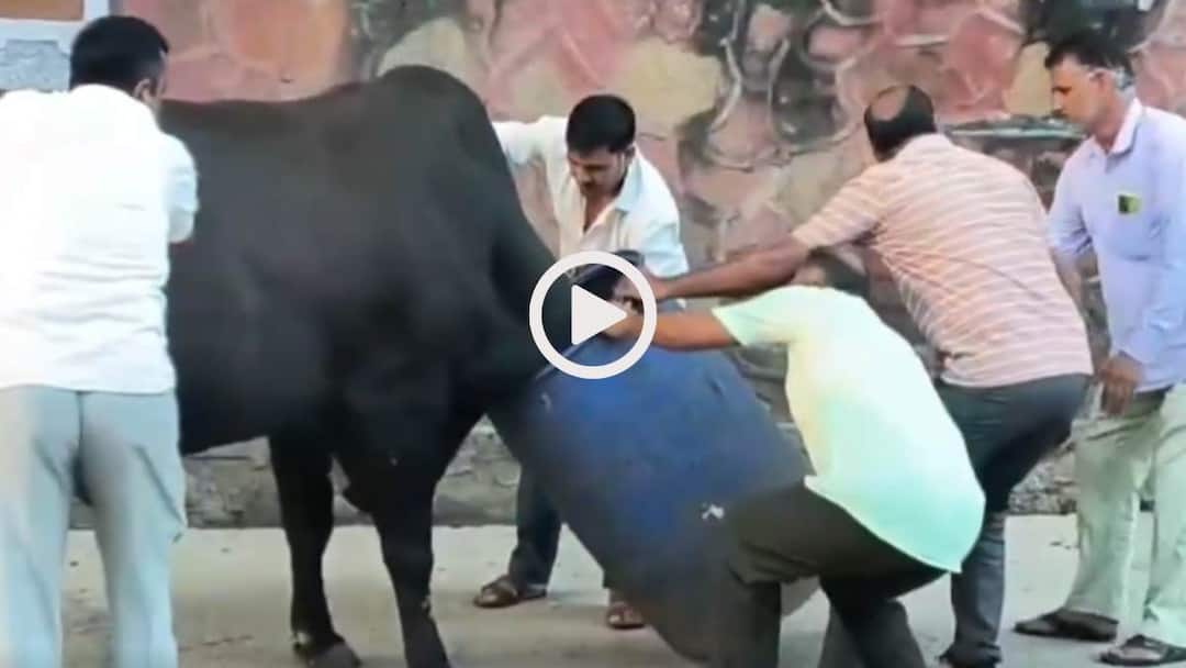 Video: सांड को भी पसंद है नीला ड्रम! सिर में फंसा तो मचा बवाल, 5 लोगों ने खींचा तब भी नहीं निकला, वीडियो वायरल Watch Sikar of Rajasthan blue drum got stuck in head of a stray bull and removed after 10 minutes of effort Viral Video Video: सांड को भी पसंद है नीला ड्रम! सिर में फंसा तो मचा बवाल, 5 लोगों ने खींचा तब भी नहीं निकला, वीडियो वायरल