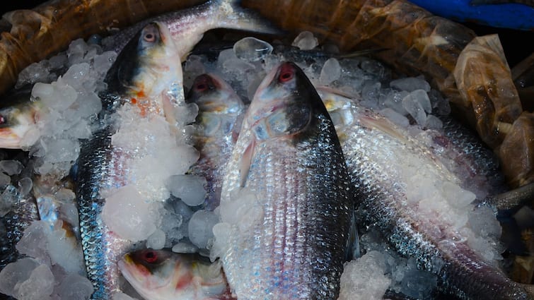 Hilsa Export Nod From Bangladesh Brings Festive Cheer, But Traders Warn Of High Prices In Bengal