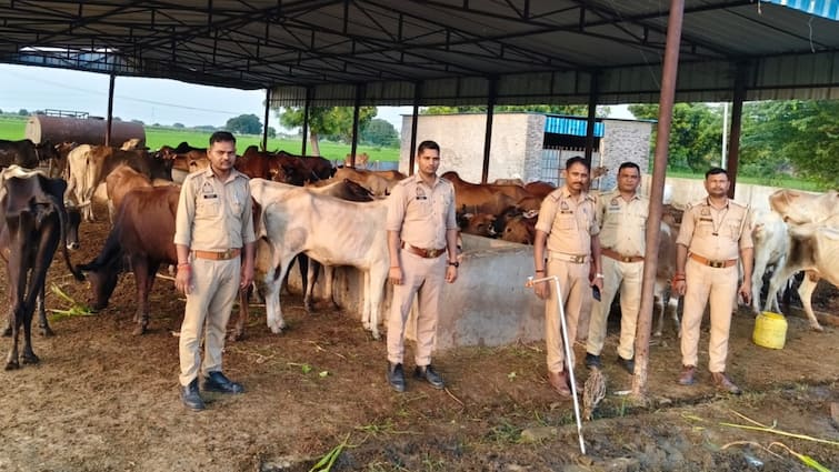 औरैया में गौ तस्करों पर पुलिस का शिकंजा, सरगना सहित 16 गिरफ्तार, गौवंश को कराया मुक्त